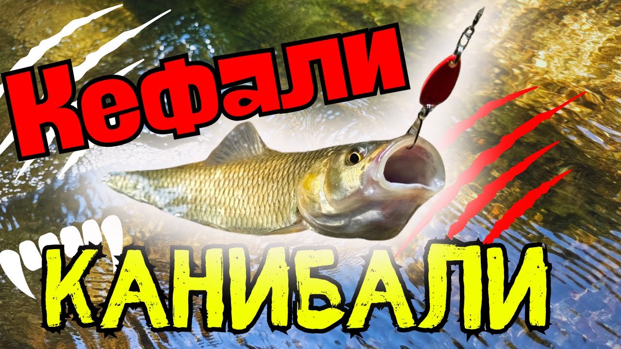 КАНИБАЛИ ЛИ СА КЕФАЛИТЕ НА РЕКА ВЕЛЕКА!!! НОВА ЛОКАЦИЯ ЗА РИБОЛОВ!!!