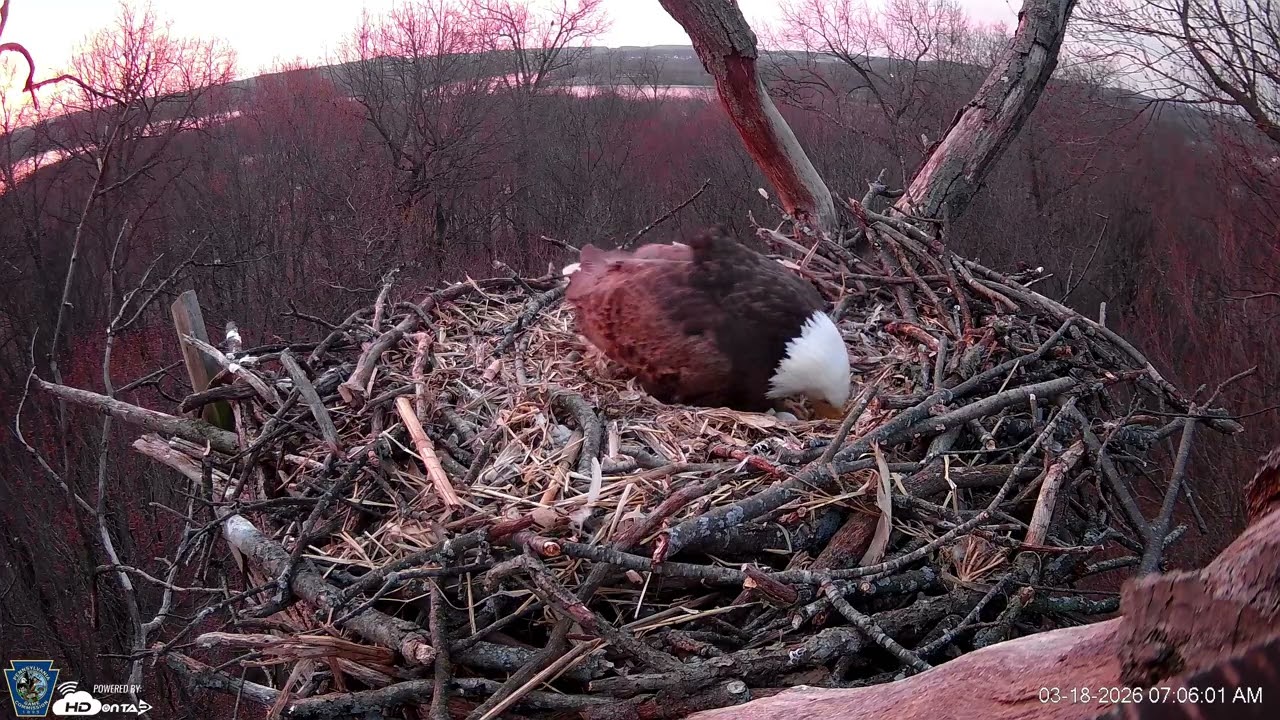 Highlights   Hanover Eagles Live Cam   HDOnTap — Mozilla Firefox 2026 03 18 07 04 46