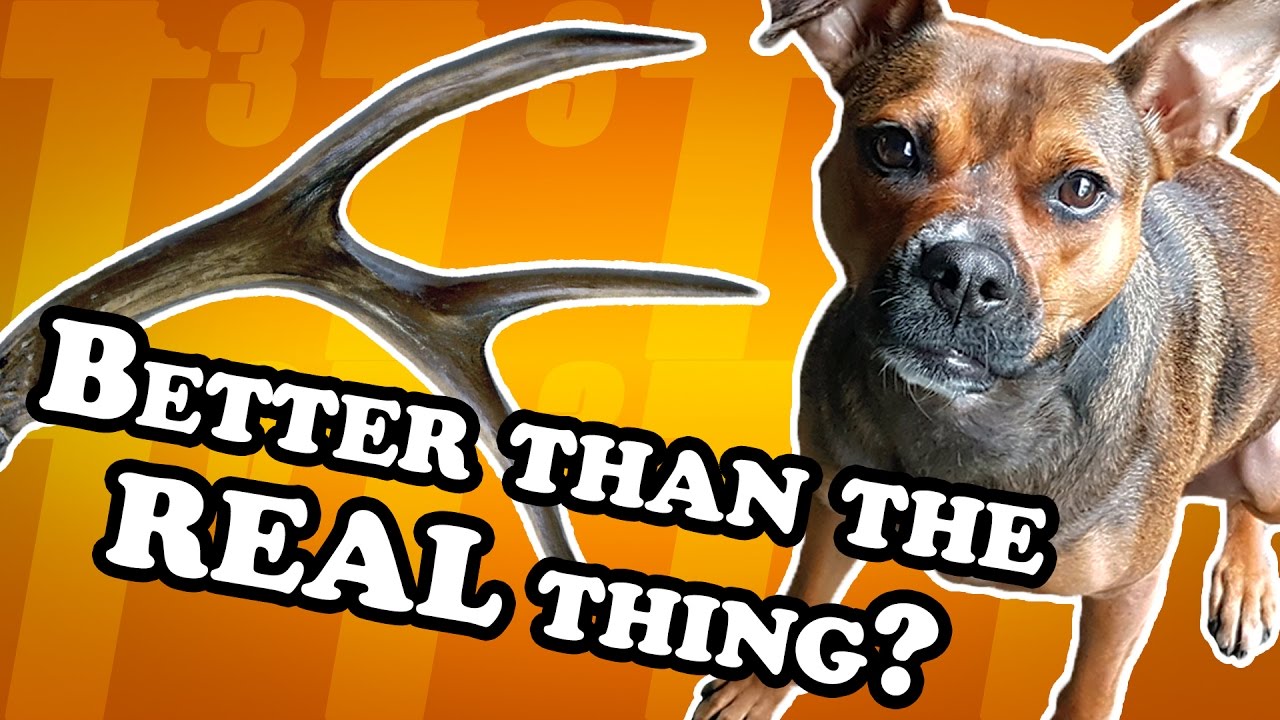 Natural antler -VS- the Nylabone alternative - Dog Toy Reviews | Nylabone DuraChew & Elk Antler