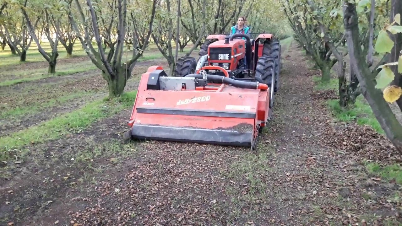 Zbiór orzechów laskowych kombajnem Jolly 2800