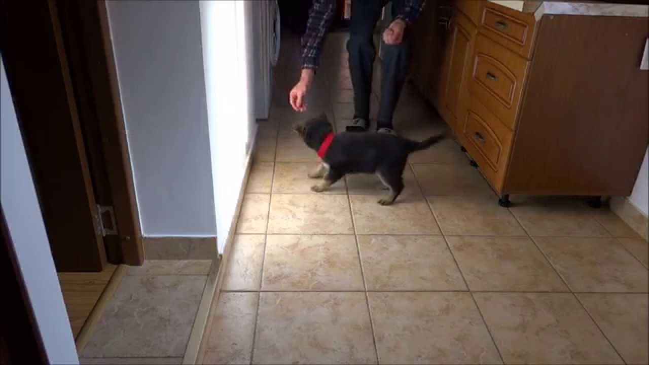 Predresaj canin. Jessica, un pui de ciobanesc german la 2 luni.