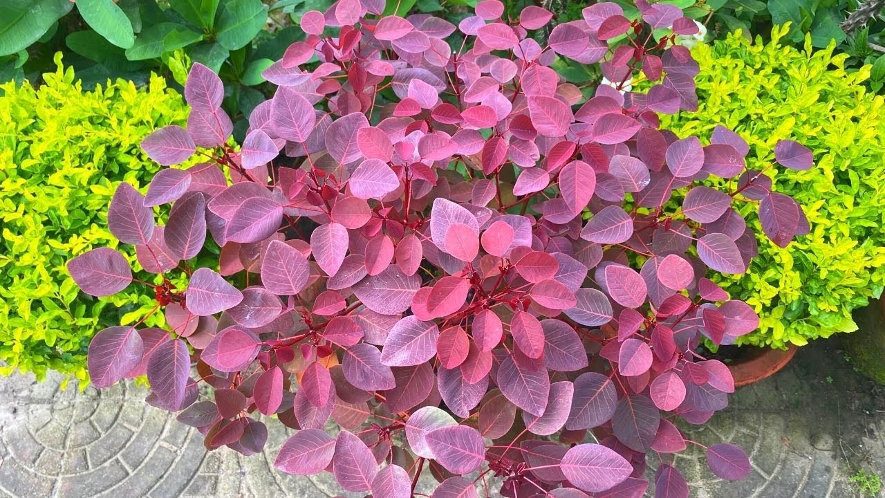 Caribbean plant/Red Leaf Propagation and Caring