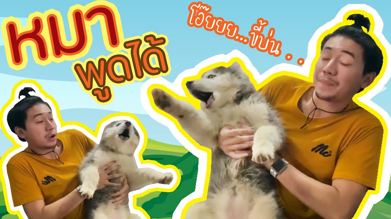ข้าวสากเป็นหมาไซบีเรียนที่พูดได้ และพูดเก่งมากด้วย