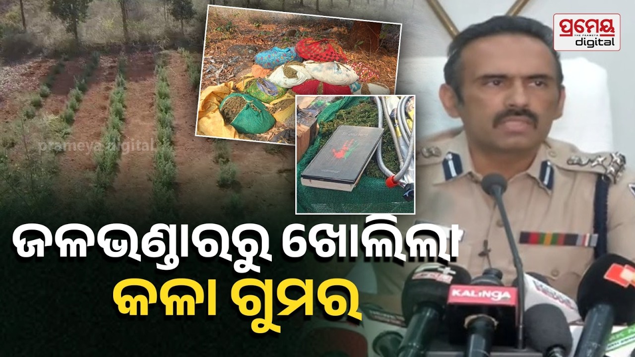 କୋରାପୁଟକୁ ନିଶାମୁକ୍ତ କରିବା ପାଇଁ ଅପରେସନ୍ ଚାଲିଛି, ଗଞ୍ଜେଇ ଚାଲାଣର କିଙ୍ଗପିଙ୍ଗକୁ ଧରିବାକୁ ଚେଷ୍ଟା ଚାଲିଛି..