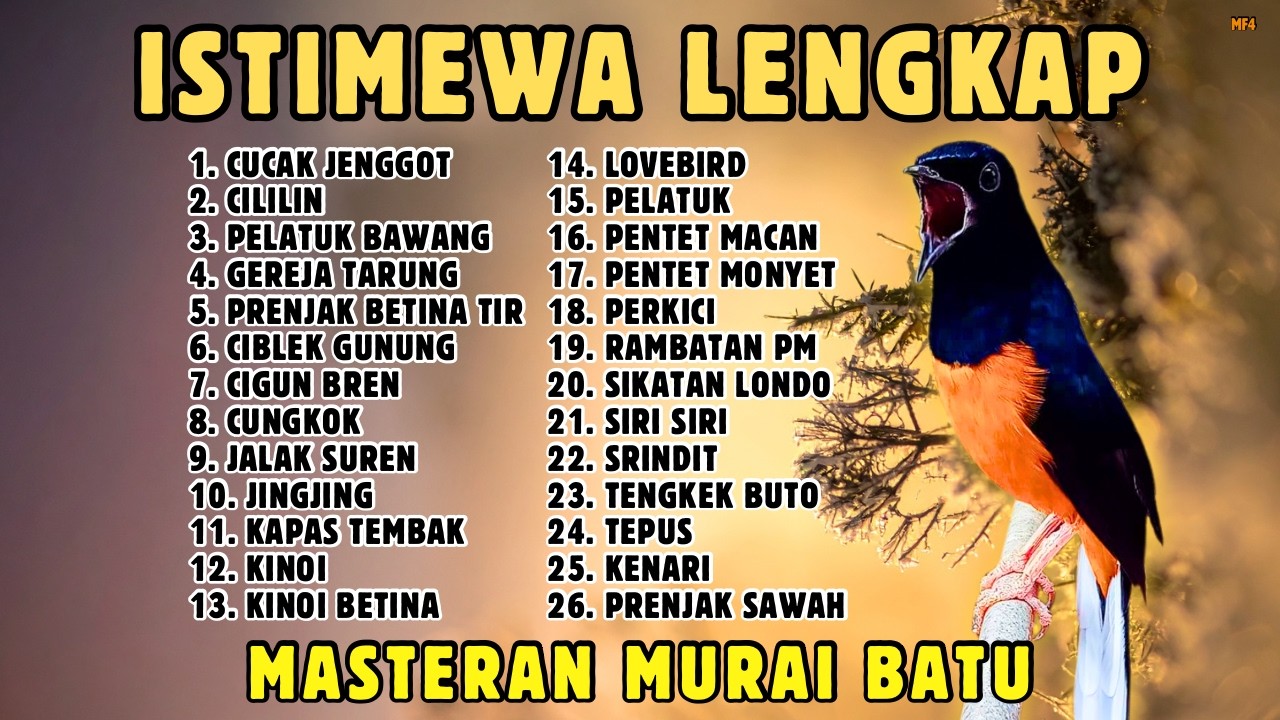 🔴 MASTERAN PANJANG‼️ FULL ISIAN MURAI BATU GACOR