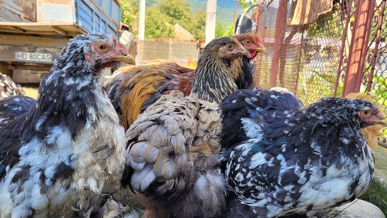 Prezentare găini Cochinchina Uriaș   Bobat, Albastru, Alb, Potârnichiu și Brahma Isabel