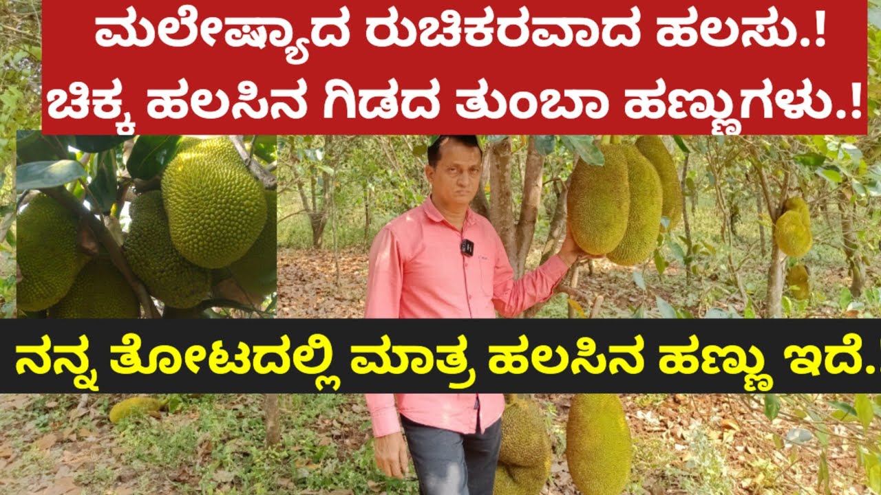 ಮಲೇಷ್ಯಾದ ವಿಶೇಷ ರುಚಿಕರವಾದ ಹಲಸು.! ಚಿಕ್ಕ ಹಲಸಿನ ಗಿಡದ ತುಂಬಾ ಹಣ್ಣುಗಳು.!ನನ್ನ ತೋಟದಲ್ಲಿ ಮಾತ್ರ ಹಲಸಿನ ಹಣ್ಣು ಇದೆ