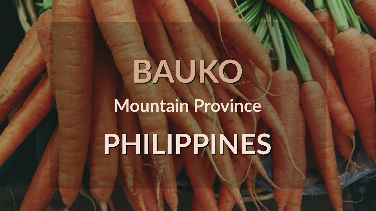 This is Bauko