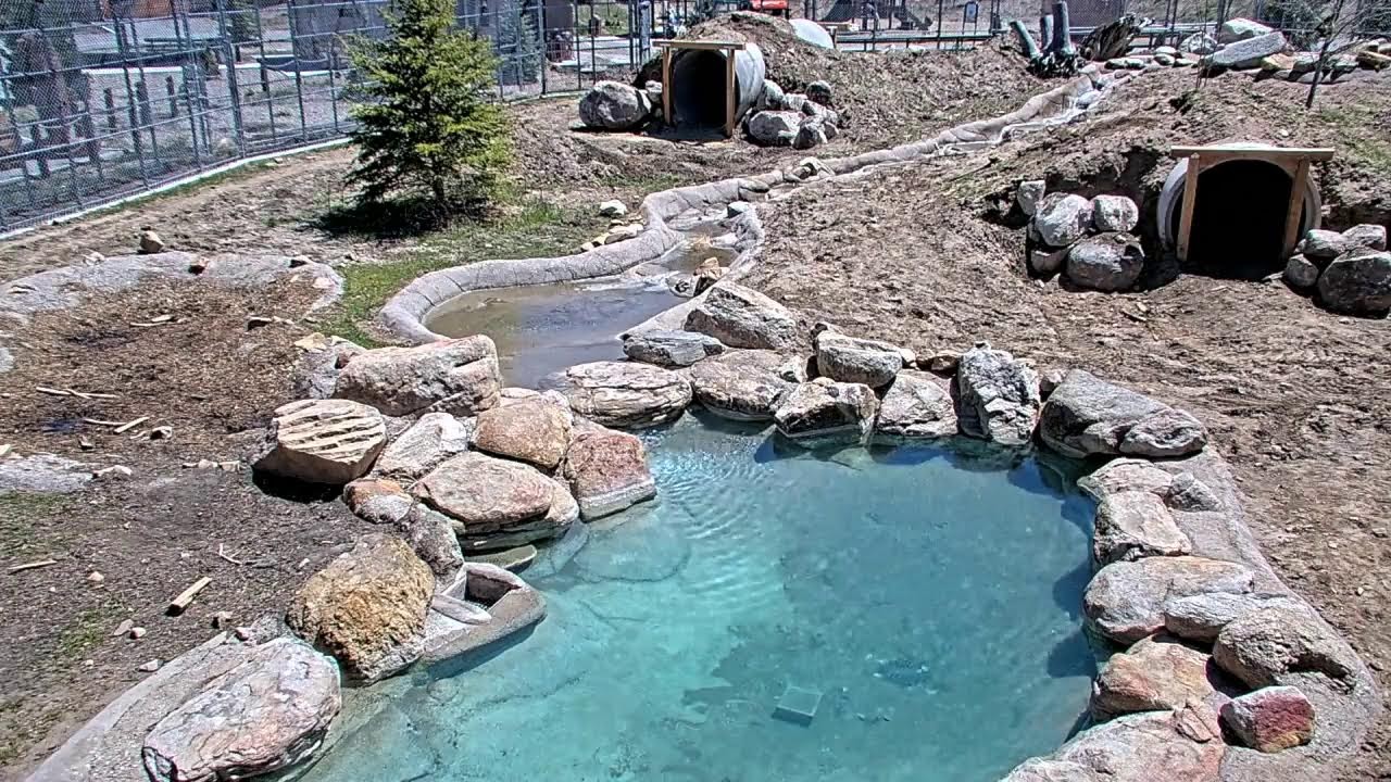 Big Bear Alpine Zoo Cam