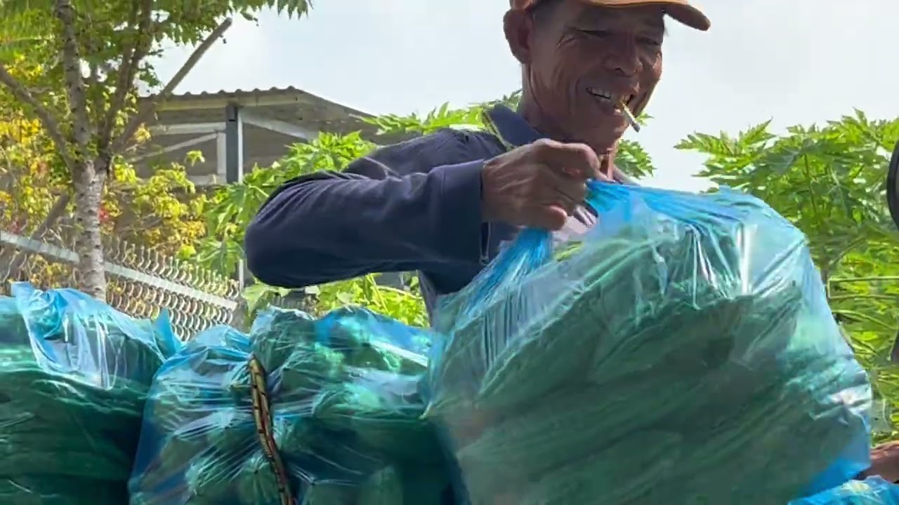 Về quê đi rẩy xem hái khổ qua, dưa leo 