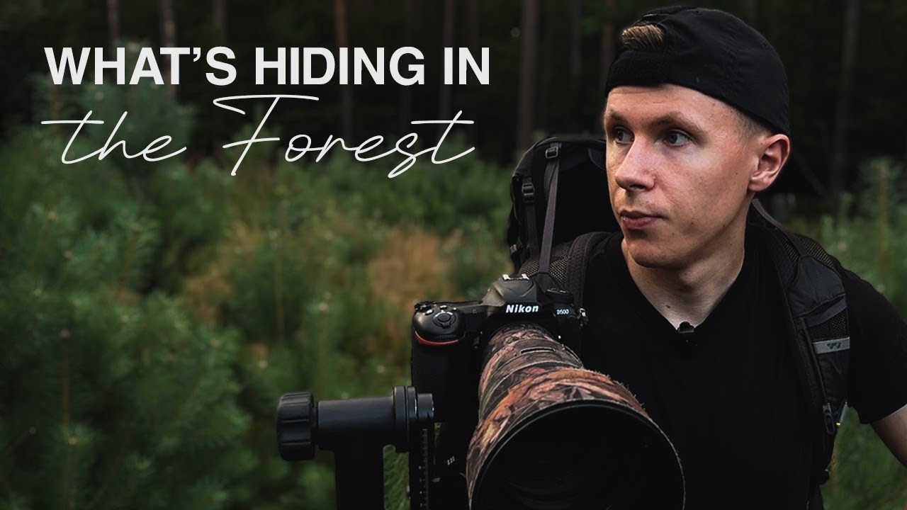 What's hiding in the forest?  | Wildlife Photography VLOG