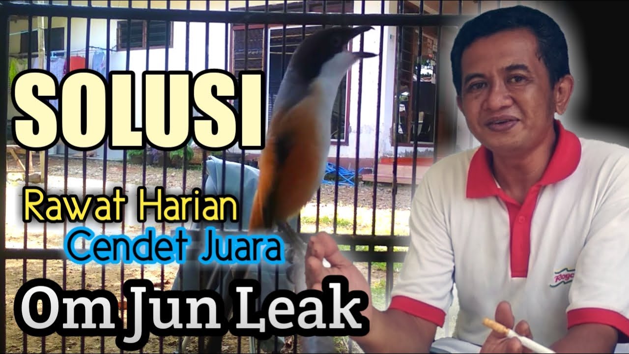 Cara Merawat Cendet Juara | Hobby, Bisnis, Pakem Penjurian | Ngobrol Bareng Om Jun Leak.