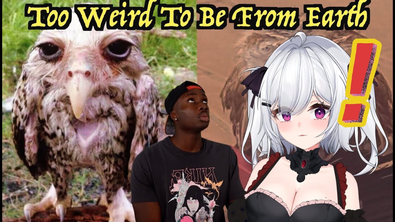 Are Owls Actually Alien Invaders? | Casual Geographic React