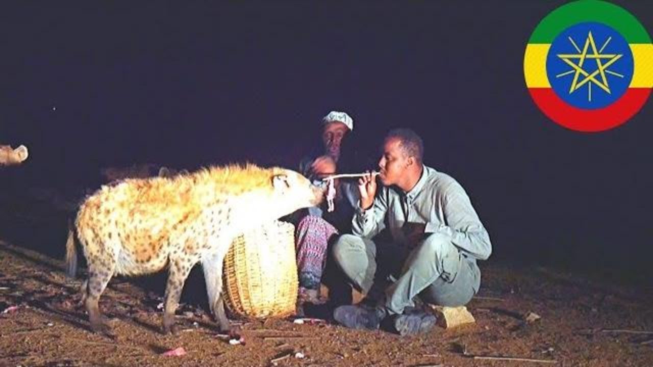 dhurwaa ama Waraabi iyo Geedi sahan - Magaalada HARAR