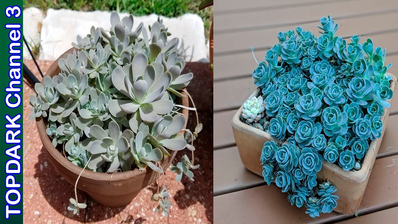 8 Lindas Variedades de Orostachys
