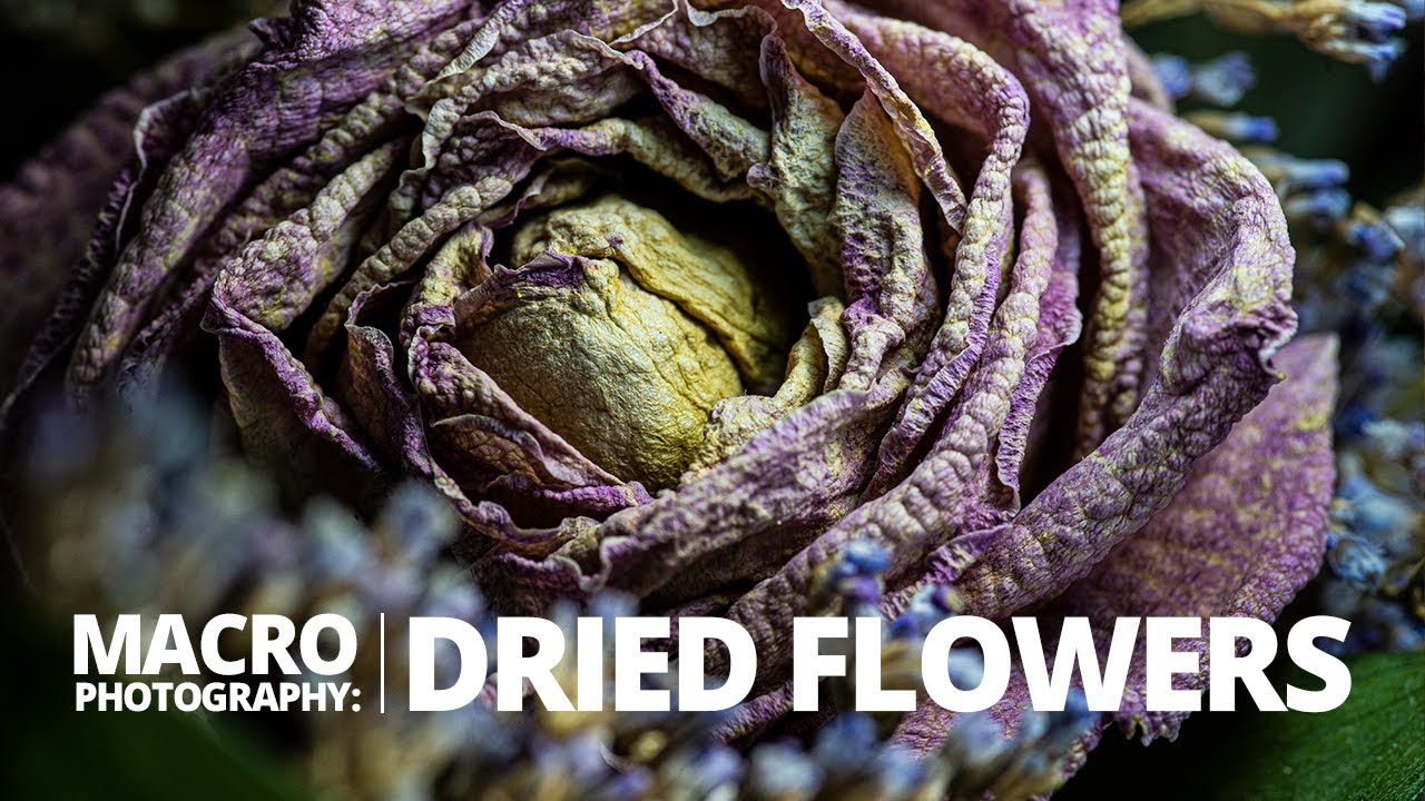 Can dead flowers still be great macro subjects?