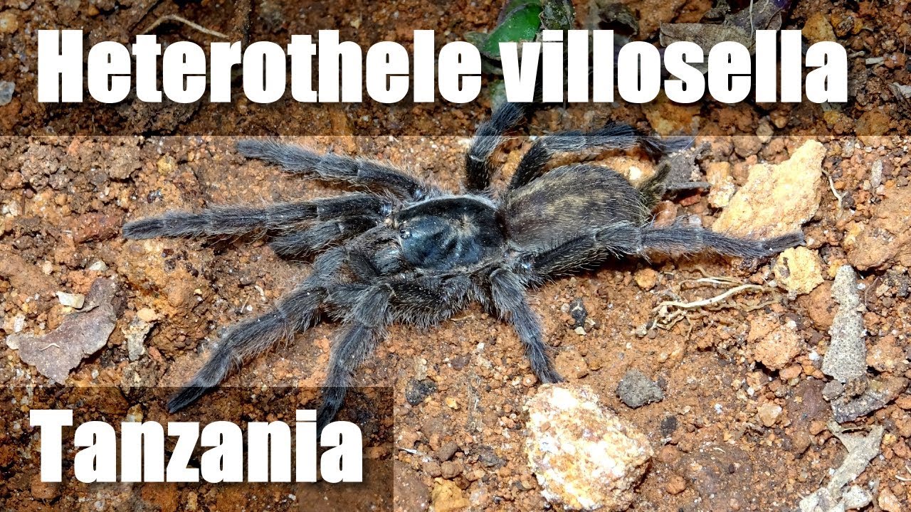 DWARF TARANTULA Tanzania - Heterothele villosella