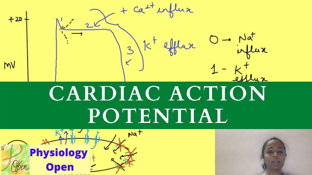 Cardiac ventricular action potential physiology | Cardiovascular system mbbs 1st year