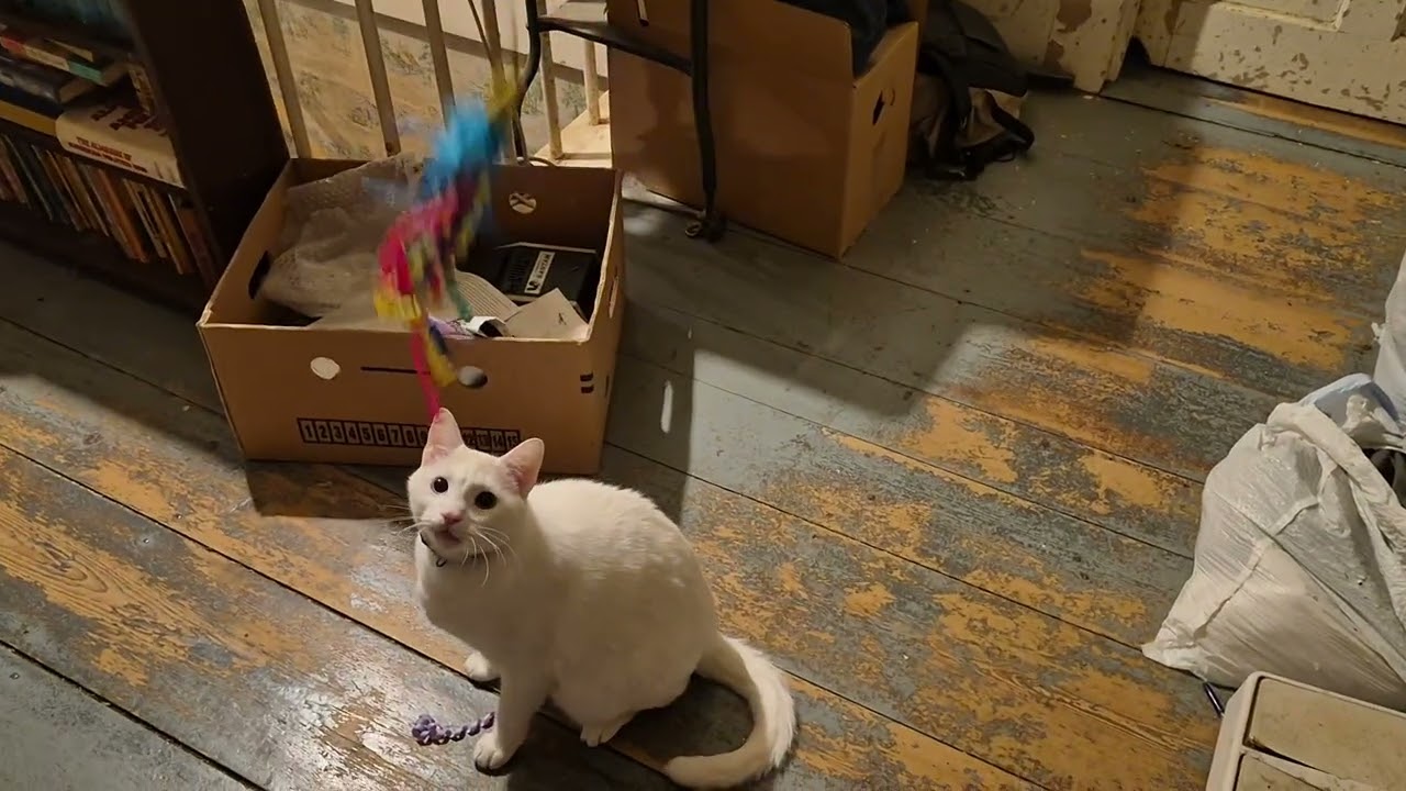Merlin vs. the Kitty Teaser Rod #1! 
