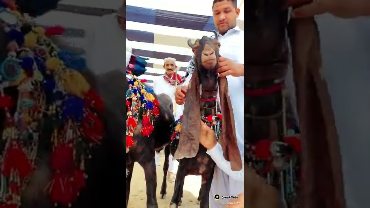 Kamori bakri beerid
