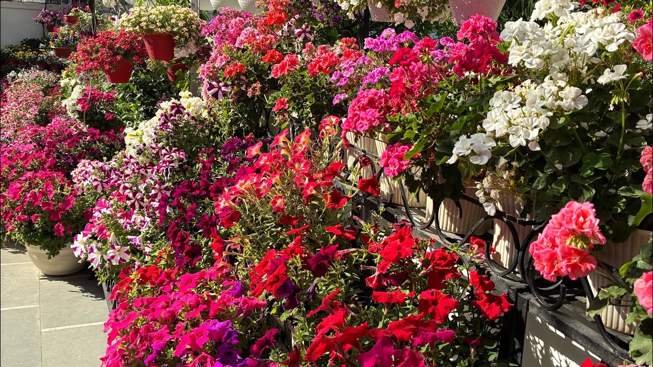 जिरेनियम फूल की पूरी जानकारी /how to take care for Geraniums so they bloom intensely 