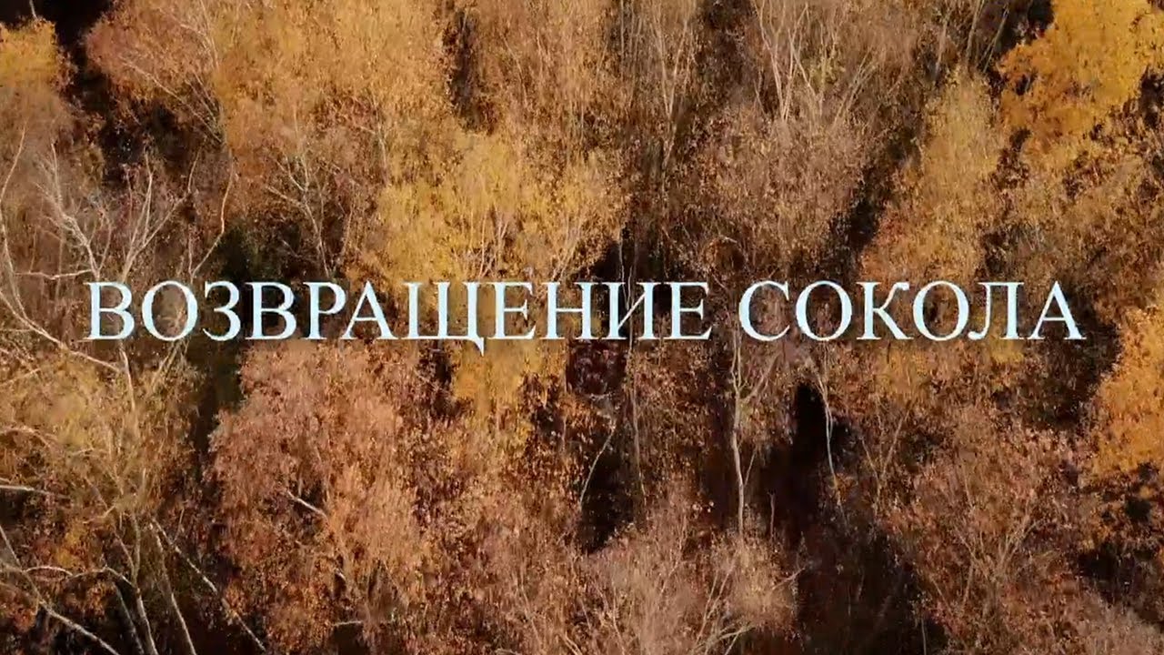 Возвращение сокола // Страна птиц. Документальный фильм @SMOTRIM_KULTURA
