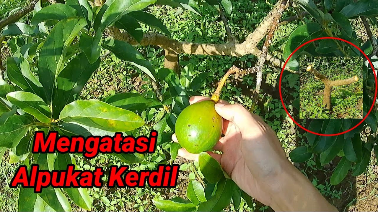 Cara Mengatasi Alpukat Kerdil / Overcoming Dwarf Avocado