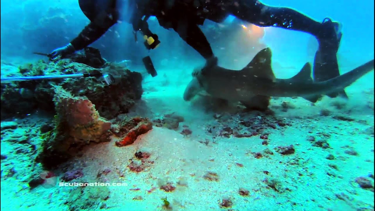 shark encounter GoPro