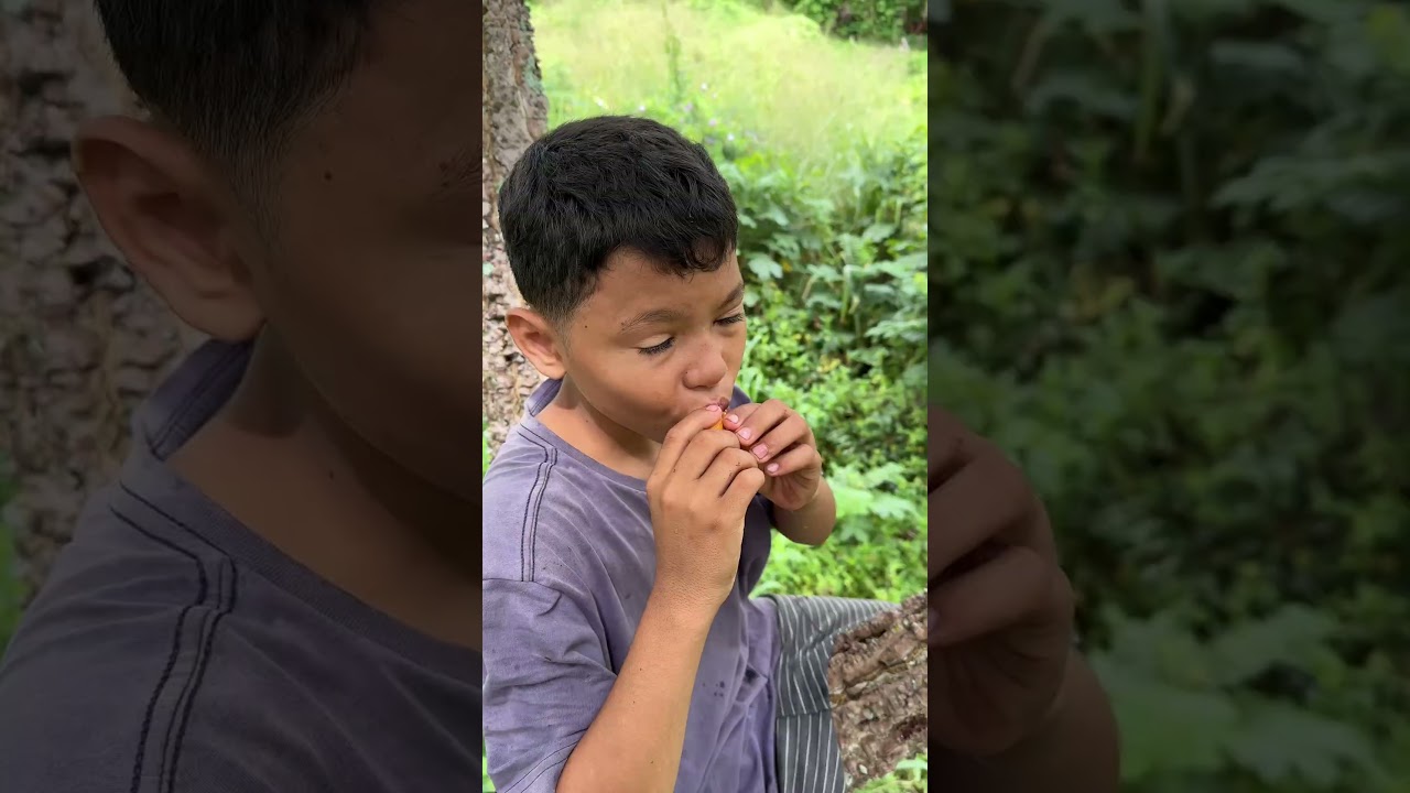 pegando caj&aacute; para fazer suco #caj&aacute; #fruta #viral #shorts #feedshorts