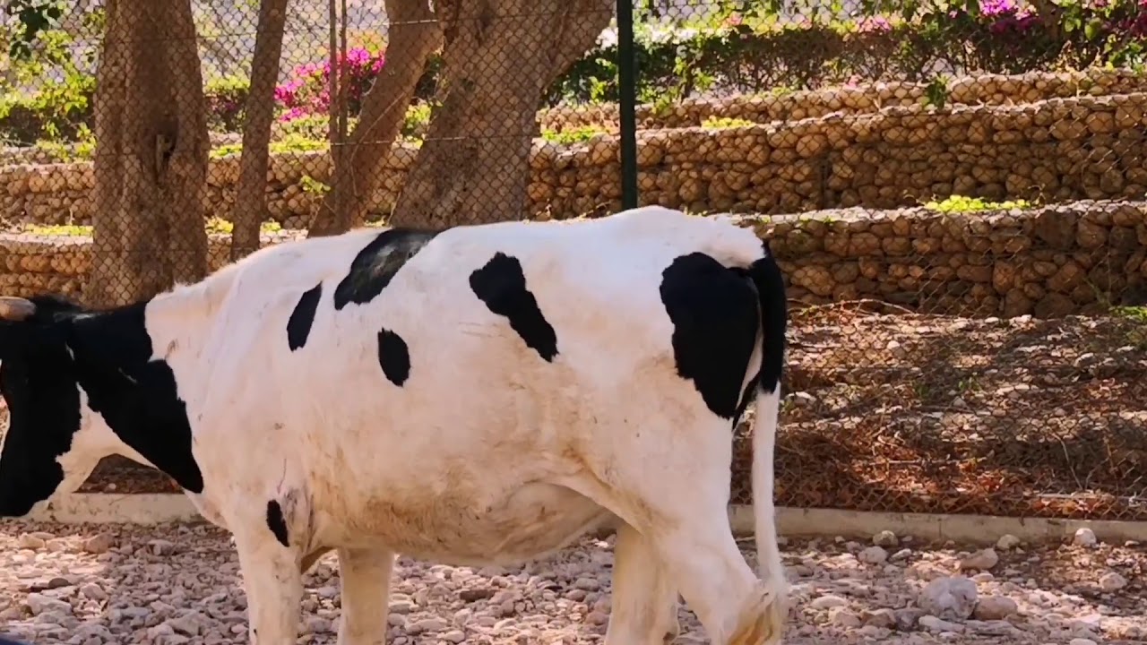 عين ارزات - مارس2021  - محافظة ظفار