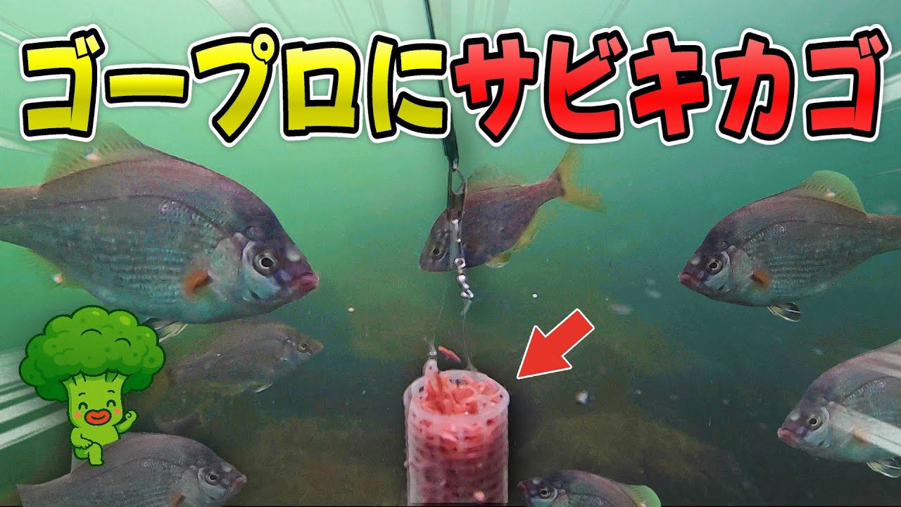 ゴープロにサビキカゴ付けてみた！