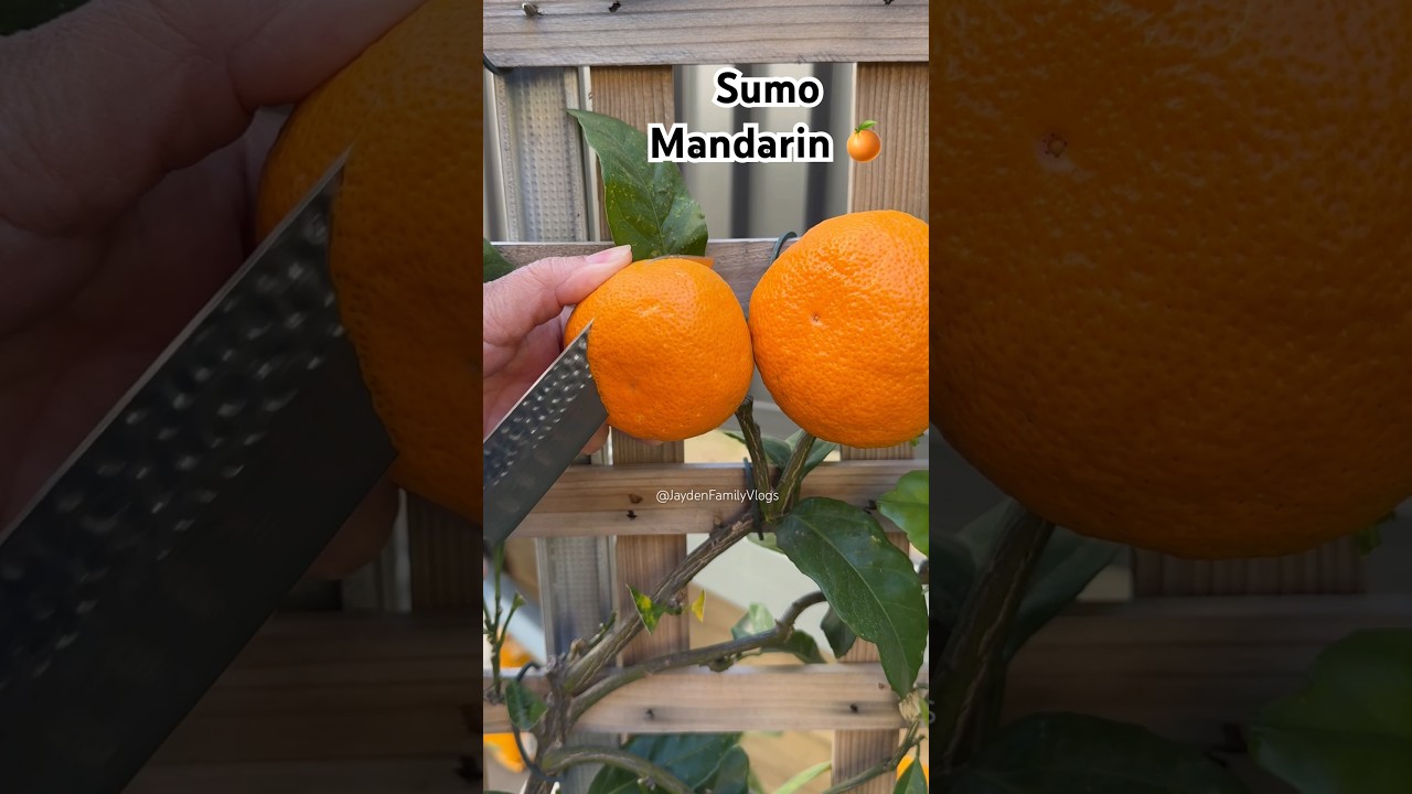 Let&rsquo;s try Sumo Mandarin 😱 #shorts #satisfying #fruit #enjoy #garden