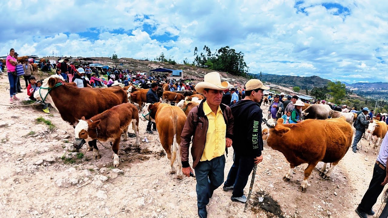  El NEGOCIO más GRANDE de GANADO en los Andes 🇵🇪 muy barato 