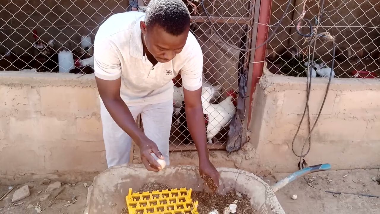 production des asticots pour les pintade aux: +227 91435824