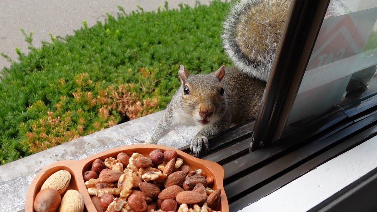 I'm back but the squirrels are confused
