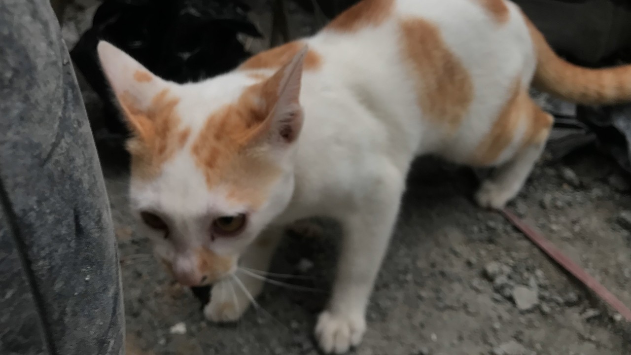 Cats playing with black beetle in villa house