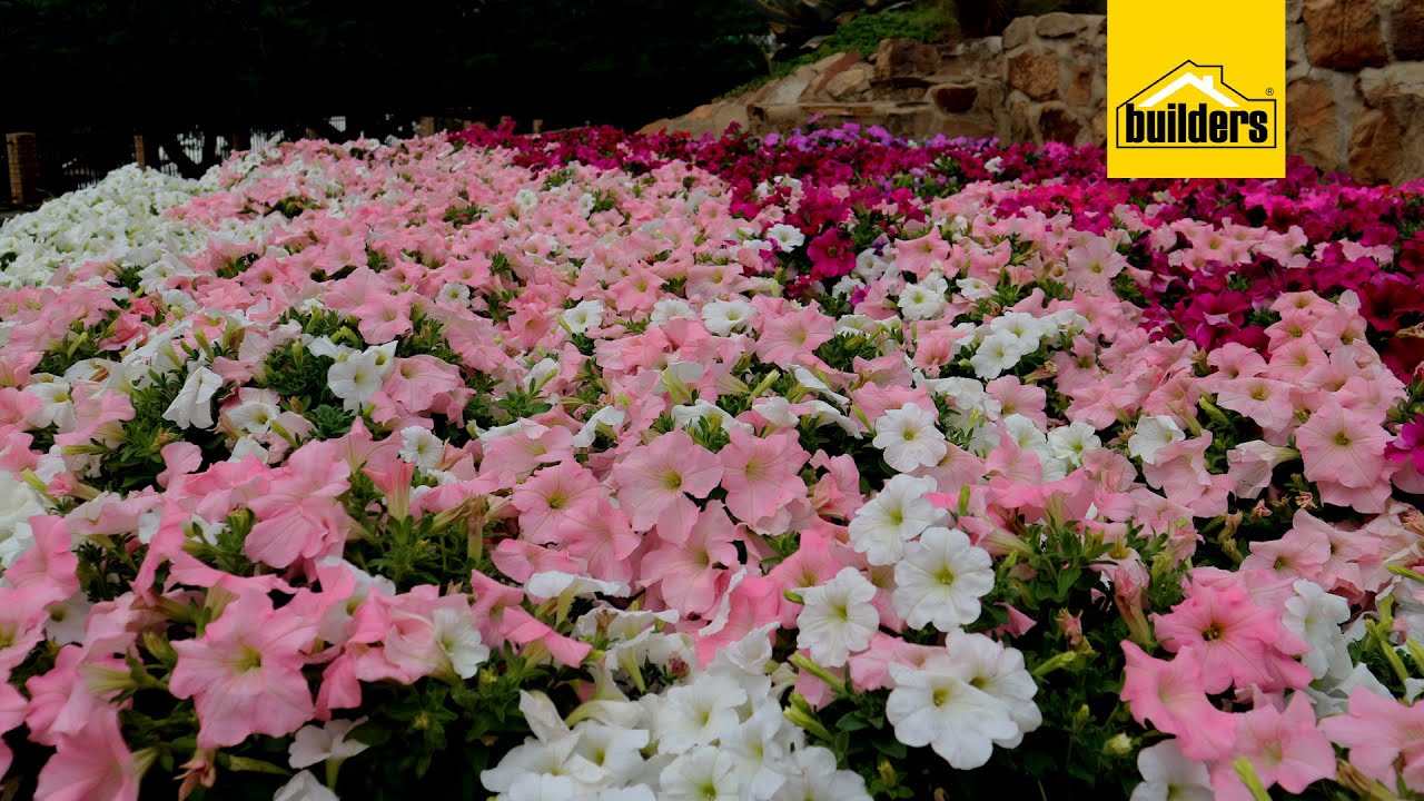 Tanya's garden colour for the last 3 months of summer