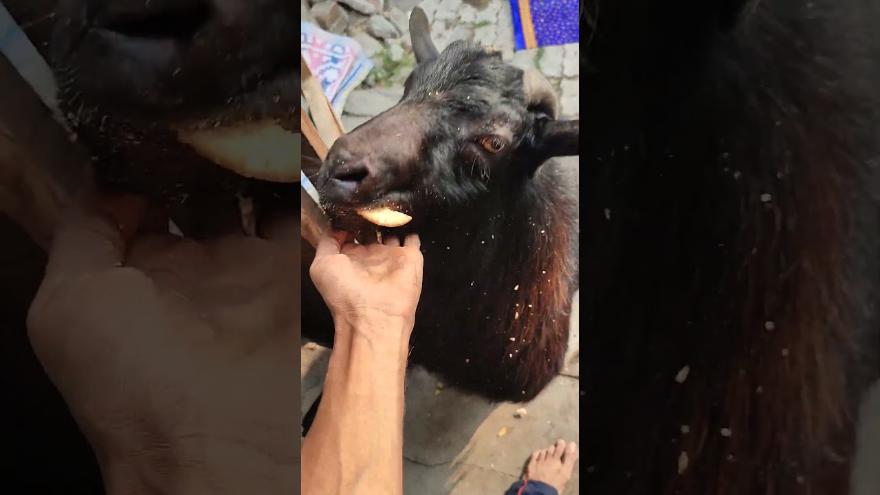 Feeding biscuits to my goat sukumar 🐐 #goat #vegan #farmanimals #bakra #buck