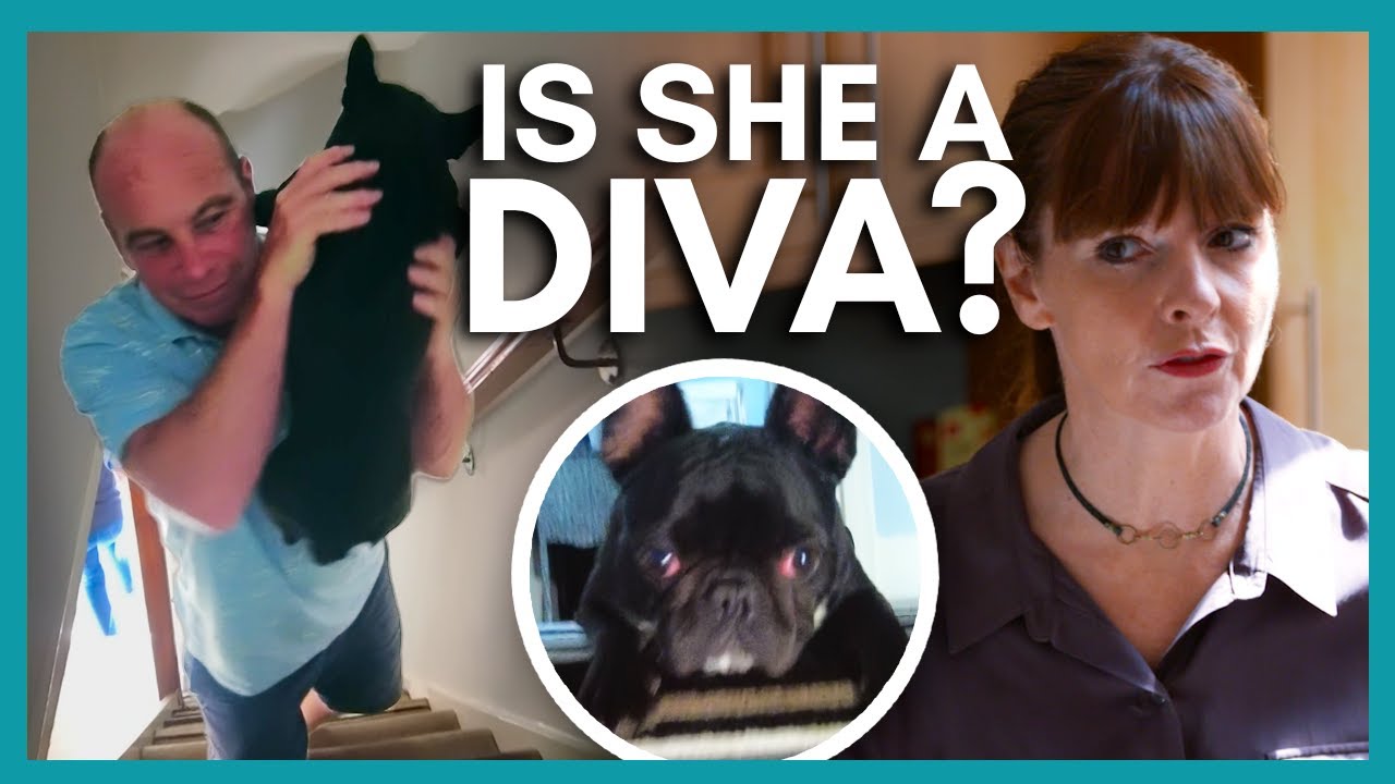 'Diva' French Bulldog Refuses to Use The Stairs! | It's Me or The Dog
