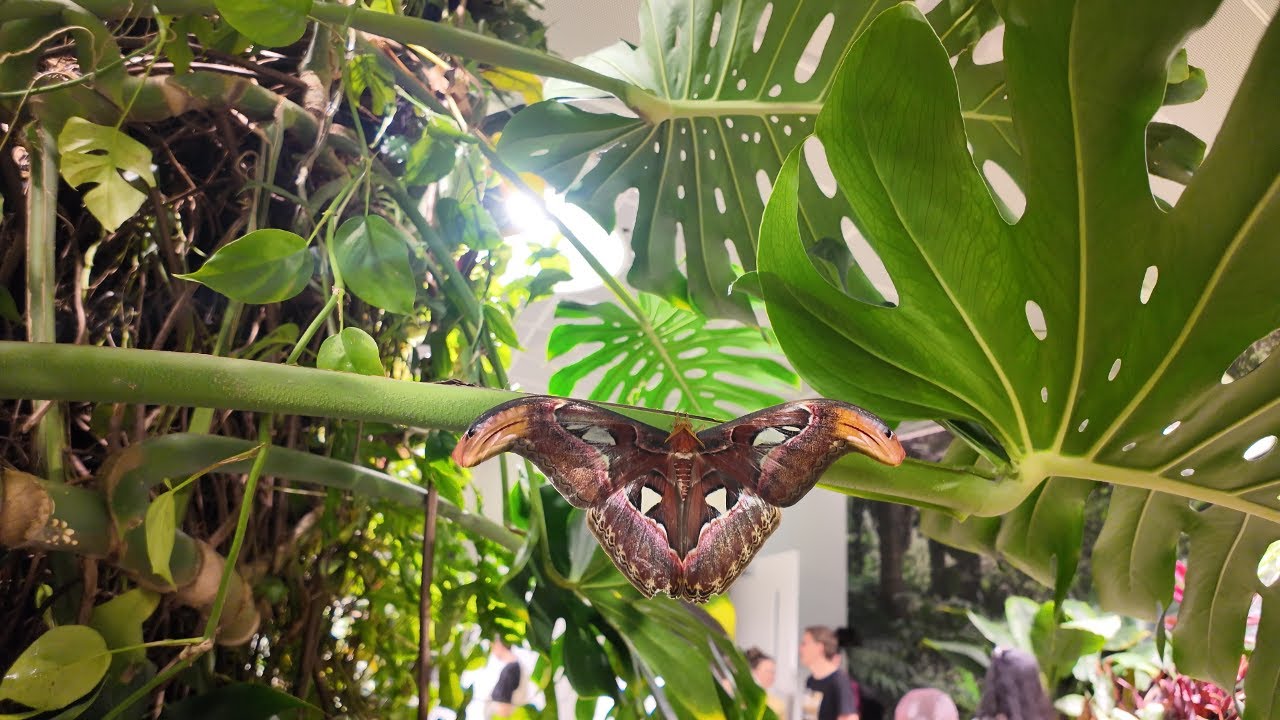 American Museum of Natural History | The Butterfly Vivarium |