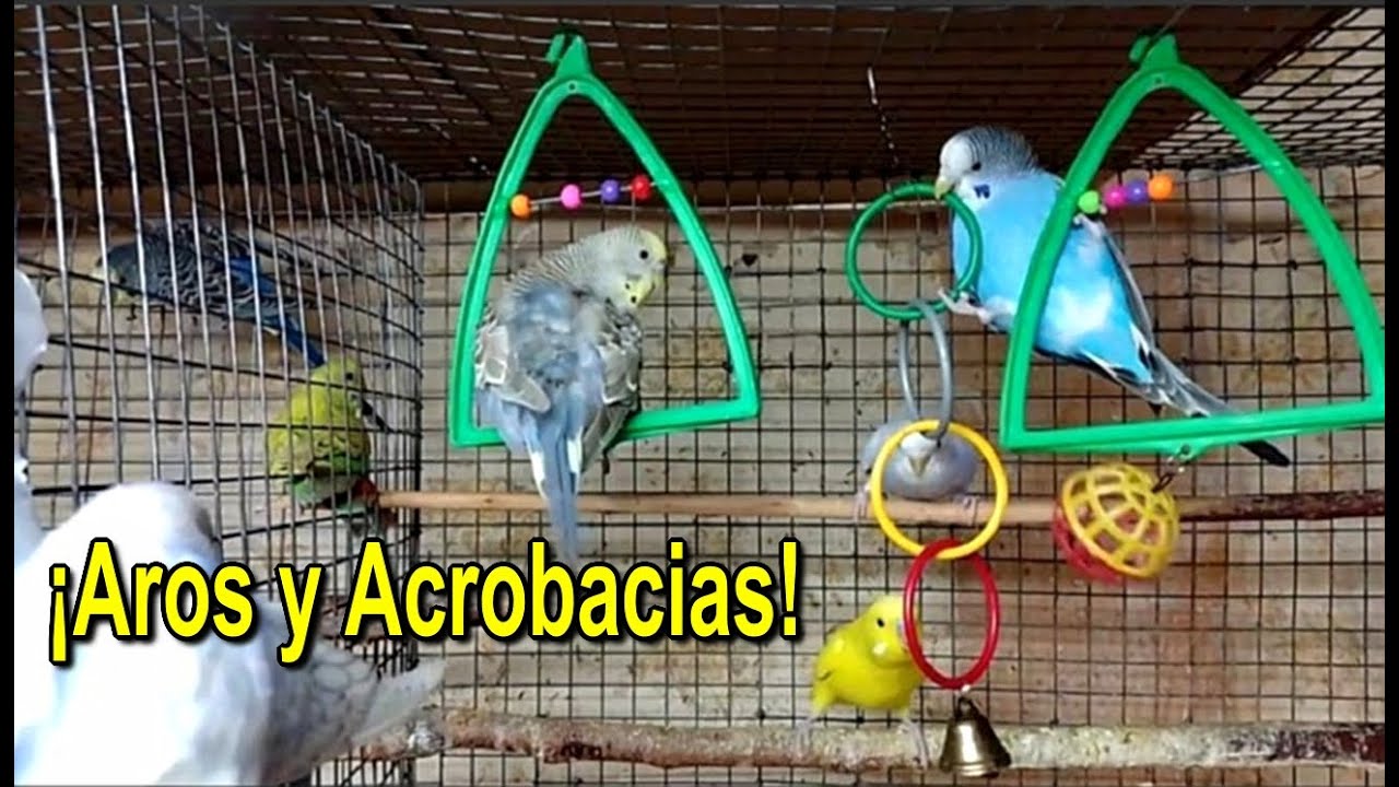 Exhibición de Aros: Periquitos en Vuelo, Giros y Chillidos