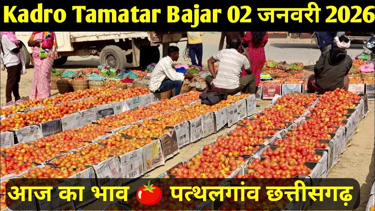 Kadro Tamatar Bajar 2 January 2026 आज का भाव #tamatar #tomato #pathalgaon #tamatar_bajar 