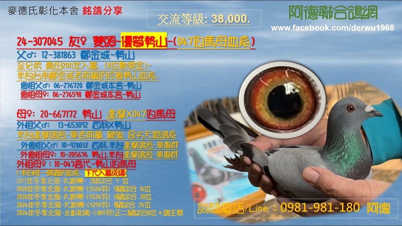 24-307045 灰♀ 雙頭-優質勢山-(047伯馬母血系) 交流等級: 38,000.