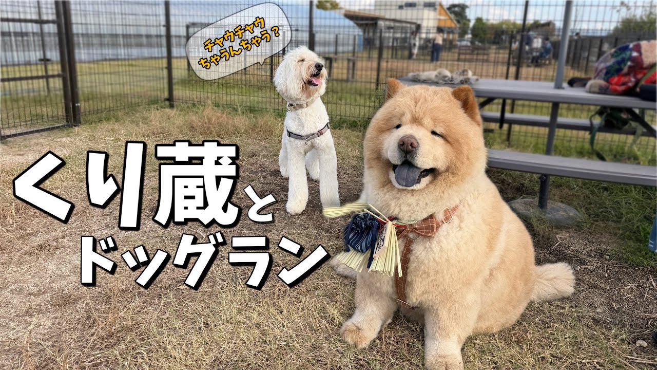 チャウチャウくり蔵くん登場！暴れドゥードルとの違いに衝撃を受けました・・・