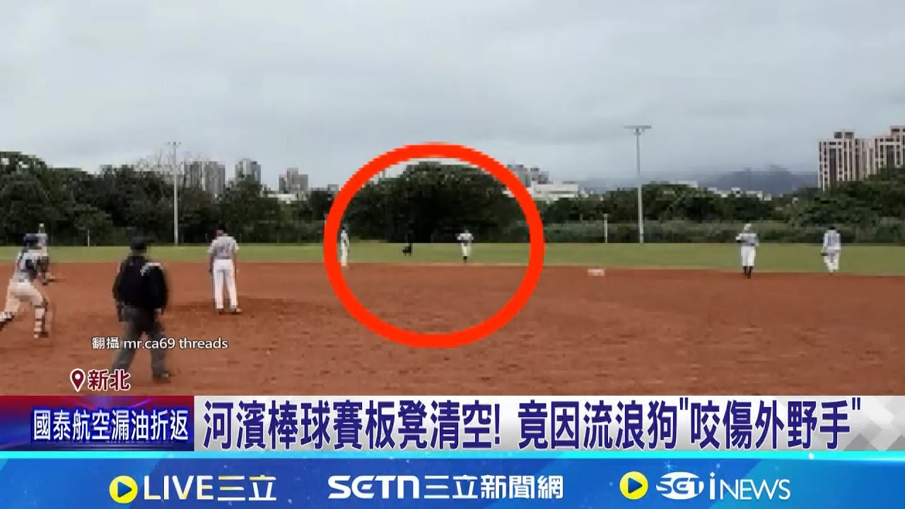 河濱棒球賽板凳清空! 竟因流浪狗