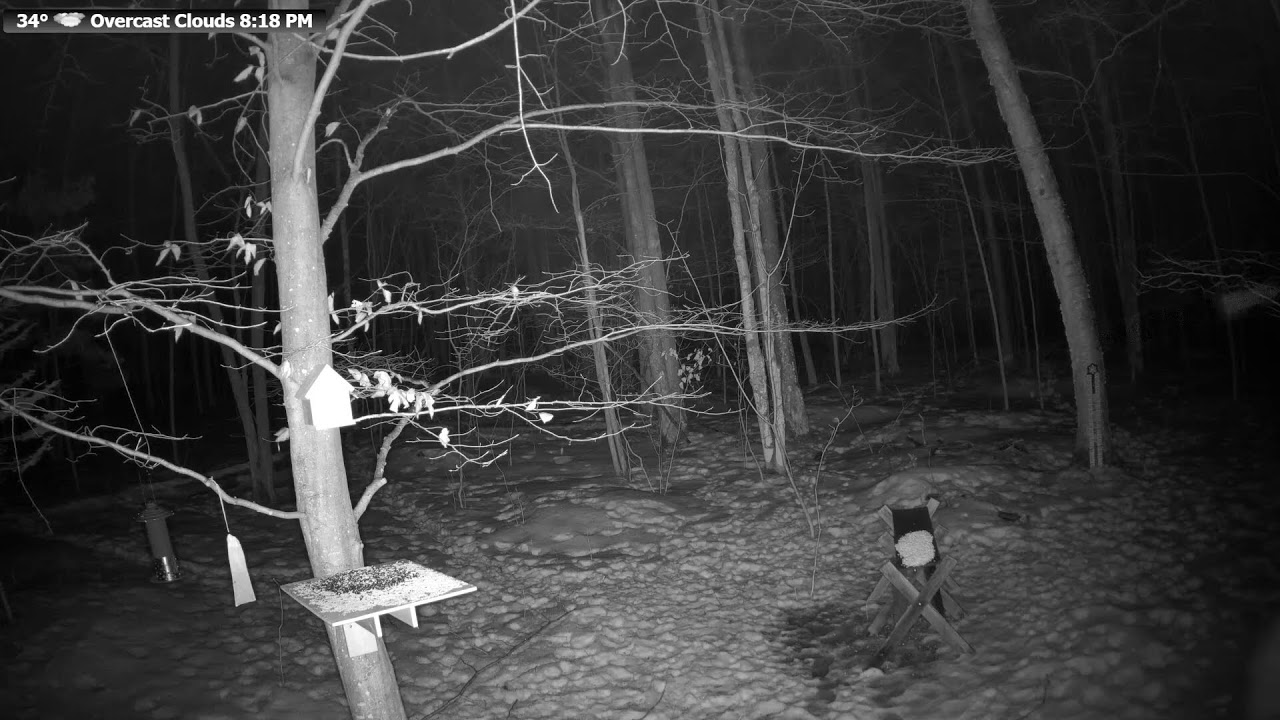 Live Bird & Deer Feeder: Wildlife Feeding Frenzy at McCaslin Brook | Nicolet Forest 24/7