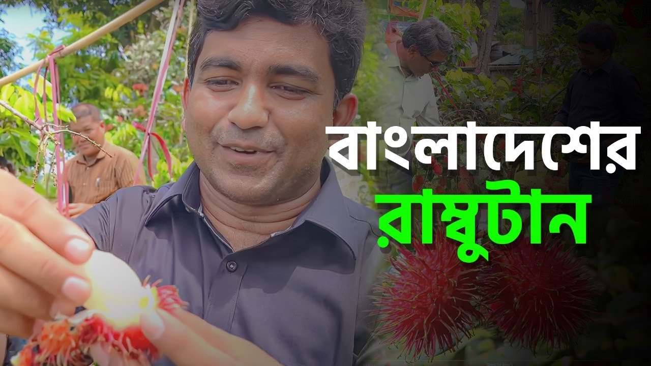 বাংলাদেশের রাম্বুটান - Rambutan Cultivation in Bangladesh