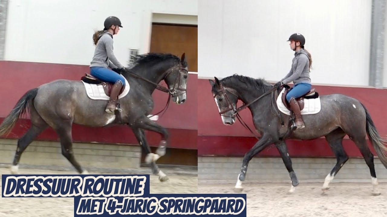 Dressuur routine met 4-jarig springpaard | Jong paard opleiden | Horsesbydemi