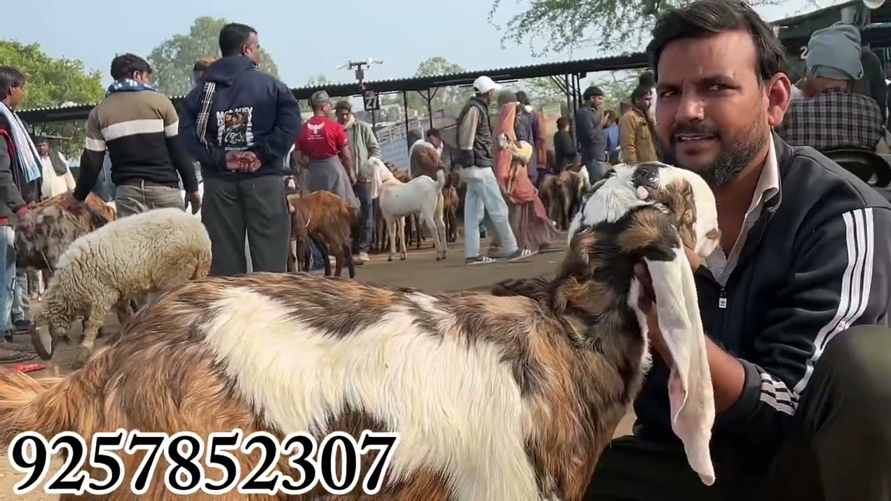 10JANUARY SATURDAY AJMER BAKRA MANDI LIVE UPDATE GOAT MARKET COVER WITH PRICE RAJASTHAN BIG MANDI 