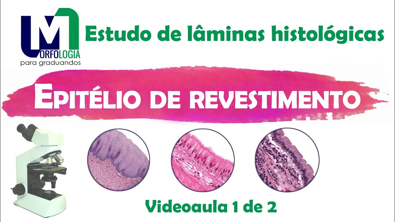 Epitélio de revestimento  - Estudo de lâminas histológicas. VIDEOAULA 01/02